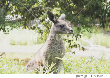 オオカンガルー 129450422
