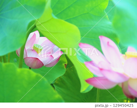 緑の葉の間に隠れるように咲く淡いピンクの蓮の花 緑の葉の間に隠れるように咲く淡いピンクの蓮の花 129450425