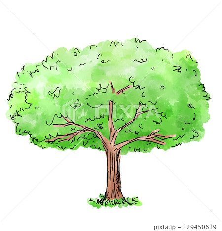 大きな木の手描きイラスト|Hand-drawn illustration of a big tree 大きな木の手描きイラスト|Hand-drawn illustration of a big tree 129450619