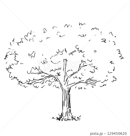 大きな木の手描きイラスト｜Hand-drawn illustration of a big tree 129450620