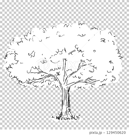 大きな木の手描きイラスト｜Hand-drawn illustration of a big tree 129450620