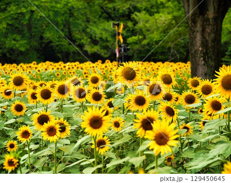 夏の日差しを浴びるヒマワリ畑 129450645
