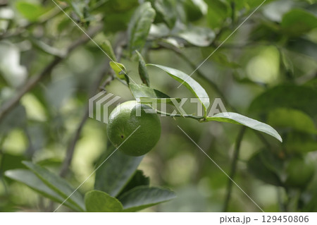 Bushy green lime fruits on a lime tree Bushy green lime fruits on a lime tree 129450806