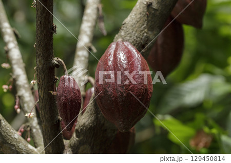 Green and yellow cocoa pods on cocoa trees in a cocoa plantation. 129450814