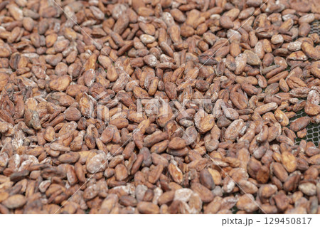 Stack of cocoa beans drying in the sun 129450817