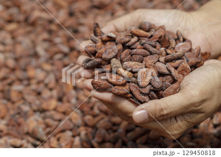 Stack of cocoa beans drying in the sun 129450818