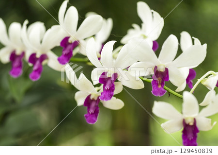 White and purple Orchid flowers blooming in garden 129450819