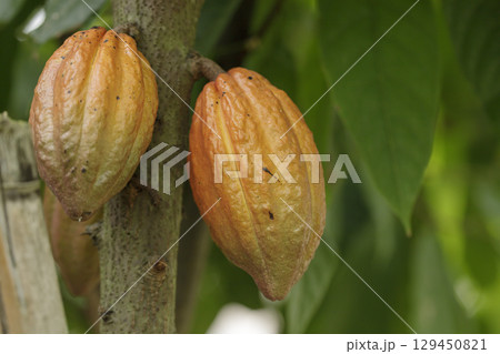 Green and yellow cocoa pods on cocoa trees in a cocoa plantation. 129450821