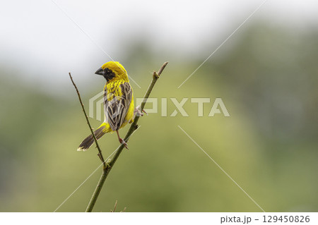 The Asian golden weaver (Ploceus hypoxanthus) is a species of bird in the family Ploceidae. The Asian golden weaver (Ploceus hypoxanthus) is a species of bird in the family Ploceidae. 129450826