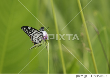 A Common Mormon Butterfly perched on a beautiful natural background 129450827