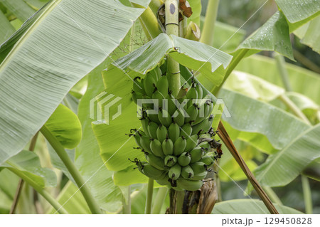 Raw bananas on banana trees in the rainy season Raw bananas on banana trees in the rainy season 129450828