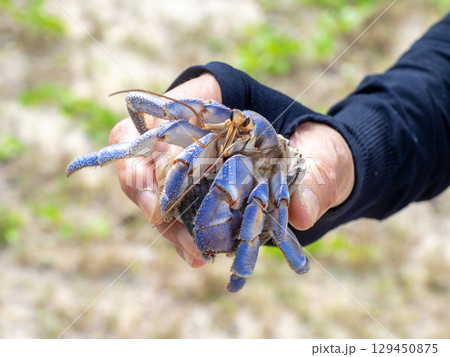 オカヤドカリ（鹿児島県 奄美大島） 129450875