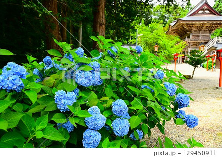 アジサイが満開 音羽山 清水寺 129450911