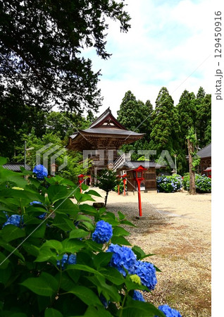 アジサイが満開 音羽山 清水寺 129450916