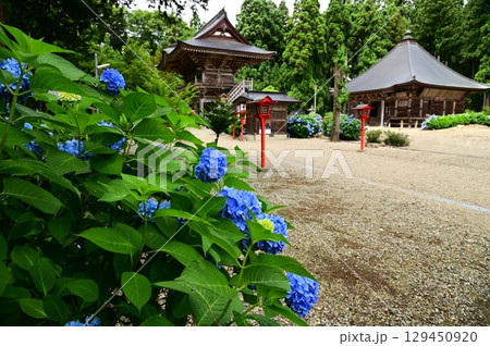 アジサイが満開 音羽山 清水寺 129450920