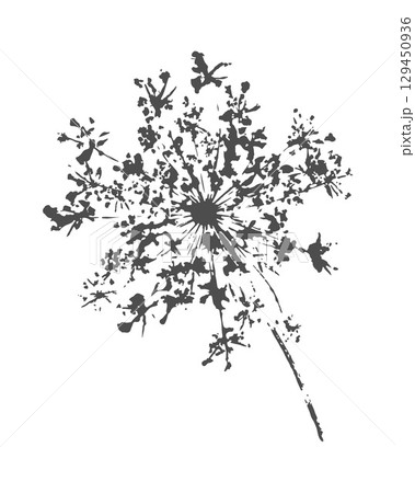 Wild carrot Daucus Carota flower imprint, an umbelliferous plant, stamp, silhouette. 129450936