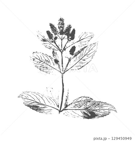 Mint (Mentha Piperita) imprint stamp plant with inflorescence with flowers in bloom. Silhouette ink on white background. 129450949