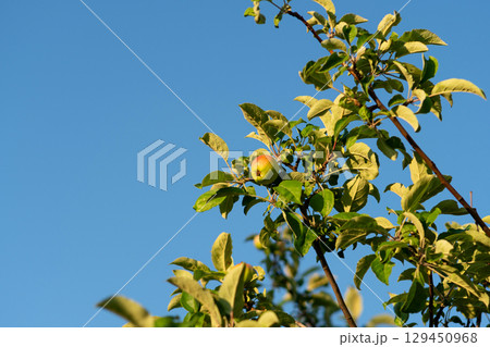 Single ripening apple crowns leafy branch against blue sky 129450968