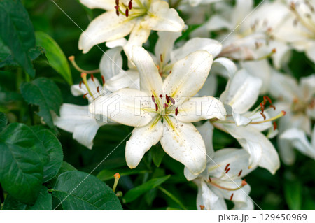 White lily blossoms speckled and open beside green leaves 129450969