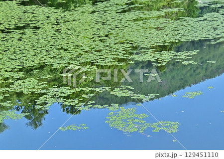 水面を飾る新緑の菱草 129451110