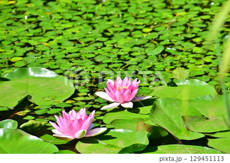 池に咲くピンク色のスイレンの花二輪 129451113