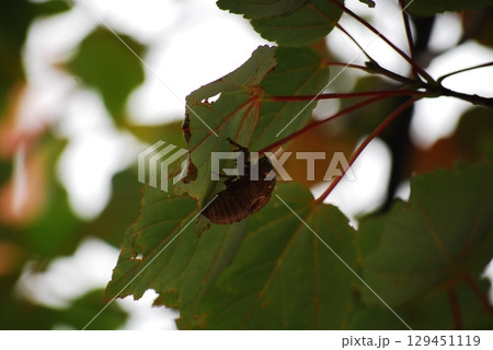 セミの抜殻 セミの抜殻 129451119
