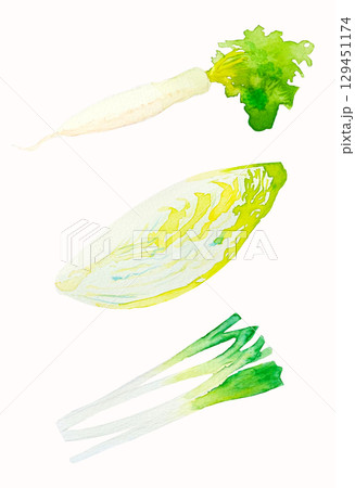 水彩で描かれた冬野菜3種のイラストセット｜大根,白菜,長ネギ,透明水彩,白背景 129451174