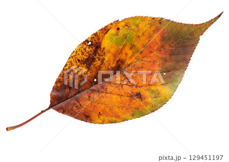 Yellow red green autumn leaf isolated on white Yellow red green autumn leaf isolated on white 129451197