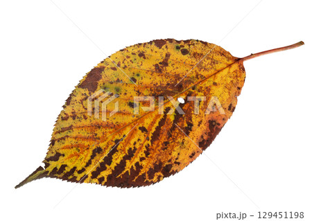 Yellow brown autumn leaf with bright weins isolated on white Yellow brown autumn leaf with bright weins isolated on white 129451198