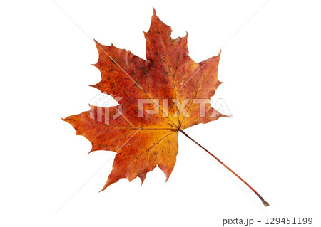 Red maple leaf isolated on white background 129451199