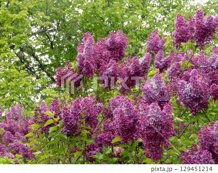 Syringa vulgaris or lilac abundant purple blossoms in spring garden 129451214
