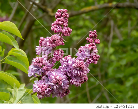 Syringa vulgaris or lilac double purple blossoms in spring garden 129451218