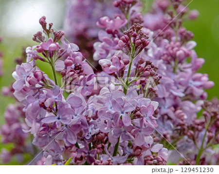 Lilac syringa vulgaris. Pinkish-lilac blooms close-up Lilac syringa vulgaris. Pinkish-lilac blooms close-up 129451230