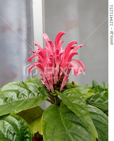 レッドベルガモットの花 レッドベルガモットの花 129451251