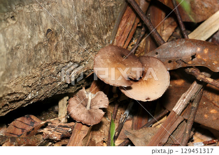 自然林の土壌に明るい茶色のナヨタケ科キノコたちが育つ（アウトドアフィールド菌＆キノコ類マクロ撮影） 129451317