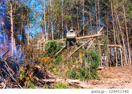 A machine lifts fallen branches as workers clear a forest area on a bright day, enhancing land accessibility. A machine lifts fallen branches as workers clear a forest area on a bright day, enhancing land accessibility. 129451340