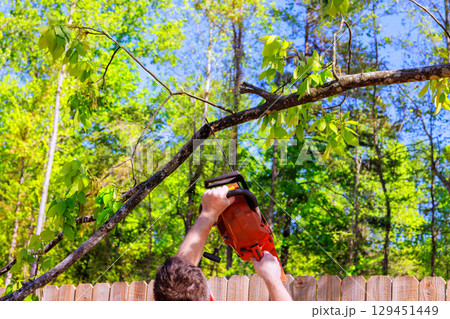 Individual operates chainsaw to cut overhanging branches in residential yard Individual operates chainsaw to cut overhanging branches in residential yard 129451449