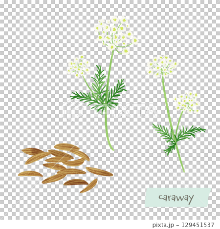 Caraway watercolor illustration 129451537