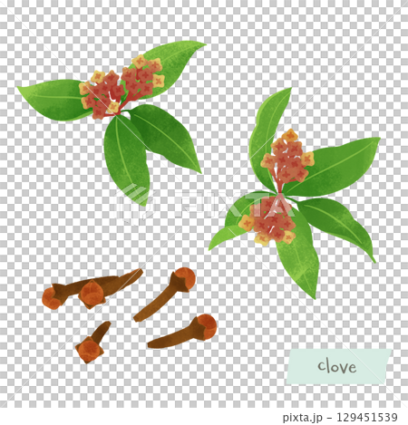 Watercolor illustration of cloves 129451539