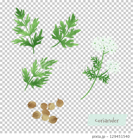 芫荽（香菜）的水彩插圖 129451540