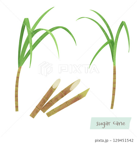 サトウキビの水彩イラスト 129451542