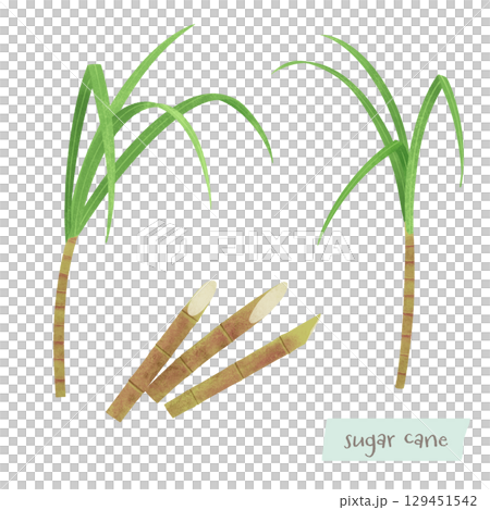 Sugarcane watercolor illustration 129451542