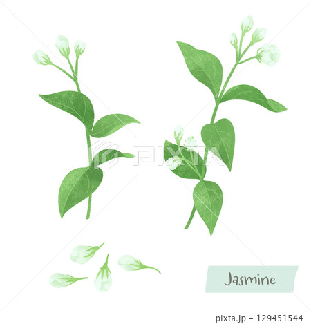 ジャスミンのつぼみの水彩イラスト ジャスミンのつぼみの水彩イラスト 129451544