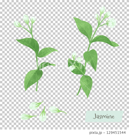 ジャスミンのつぼみの水彩イラスト ジャスミンのつぼみの水彩イラスト 129451544