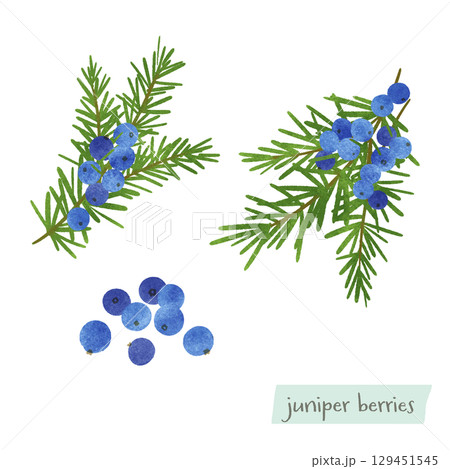 ジュニパーベリーの水彩イラスト ジュニパーベリーの水彩イラスト 129451545