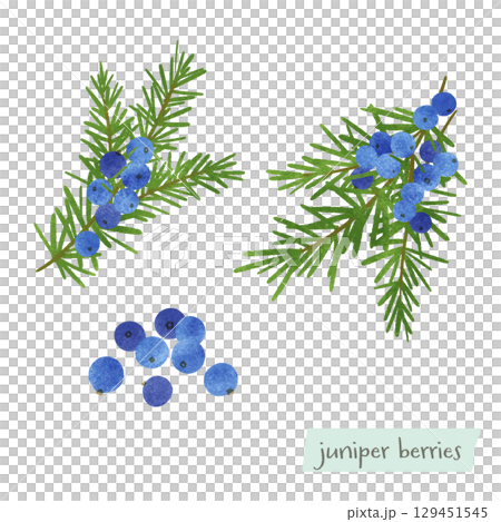 ジュニパーベリーの水彩イラスト ジュニパーベリーの水彩イラスト 129451545