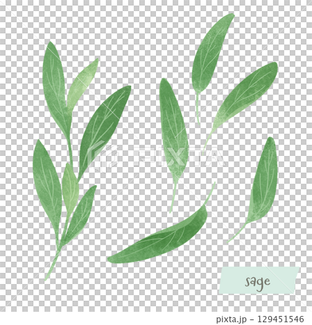 Sage watercolor illustration Sage watercolor illustration 129451546