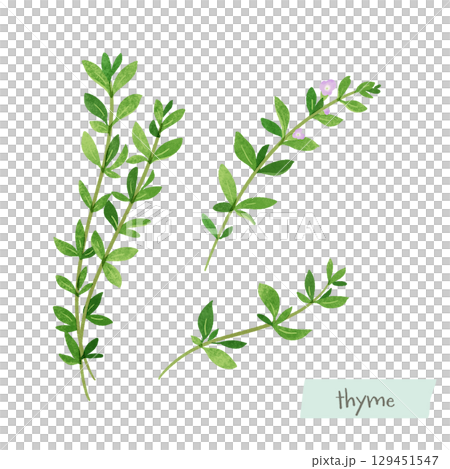 Watercolor illustration of thyme Watercolor illustration of thyme 129451547