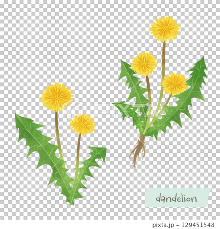 Dandelion watercolor illustration Dandelion watercolor illustration 129451548