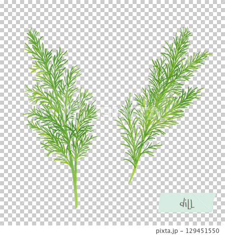 蒔蘿水彩插圖 蒔蘿水彩插圖 129451550